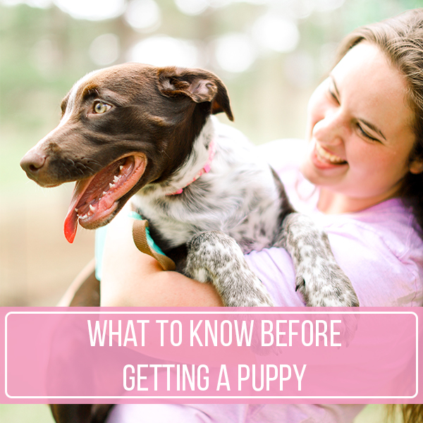 What To Know Before Getting A Puppy