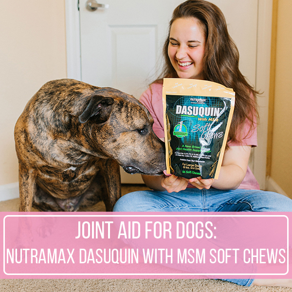 Joint Aid For Dogs: Nutramax Dasuquin With MSM Soft Chews