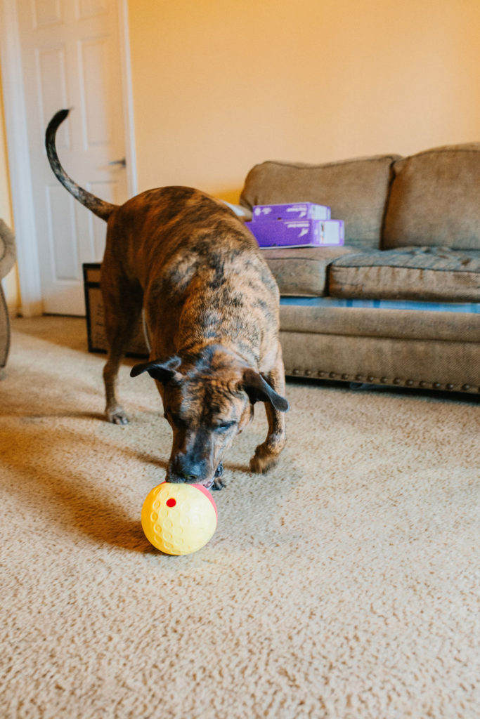 Outward Hound Nina Ottosson Snuffle N' Treat Ball Puzzle Enrichment Dog  Toy, Small