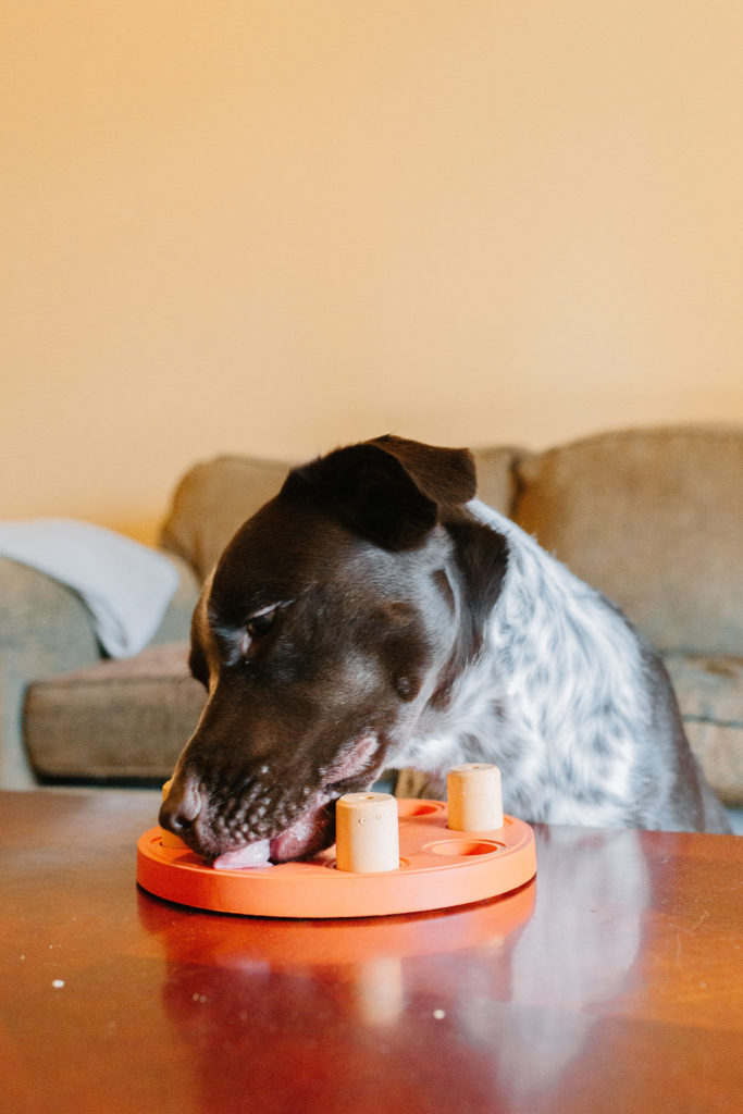 Dog Food Puzzle Toys from Beginner to Expert Level