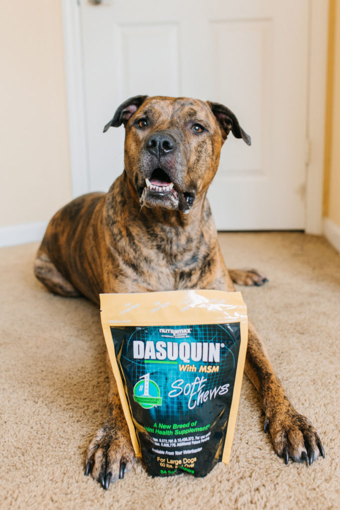 Joint aid for dogs nutramax dasuquin with msm soft chews for large dogs sparkles and sunshine blog diesel the brindle pup dog mom blog