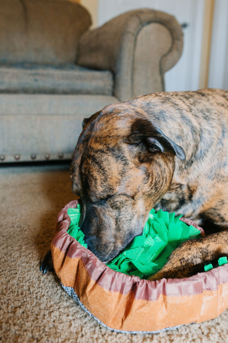 How To Use A Snuffle Mat For Dogs