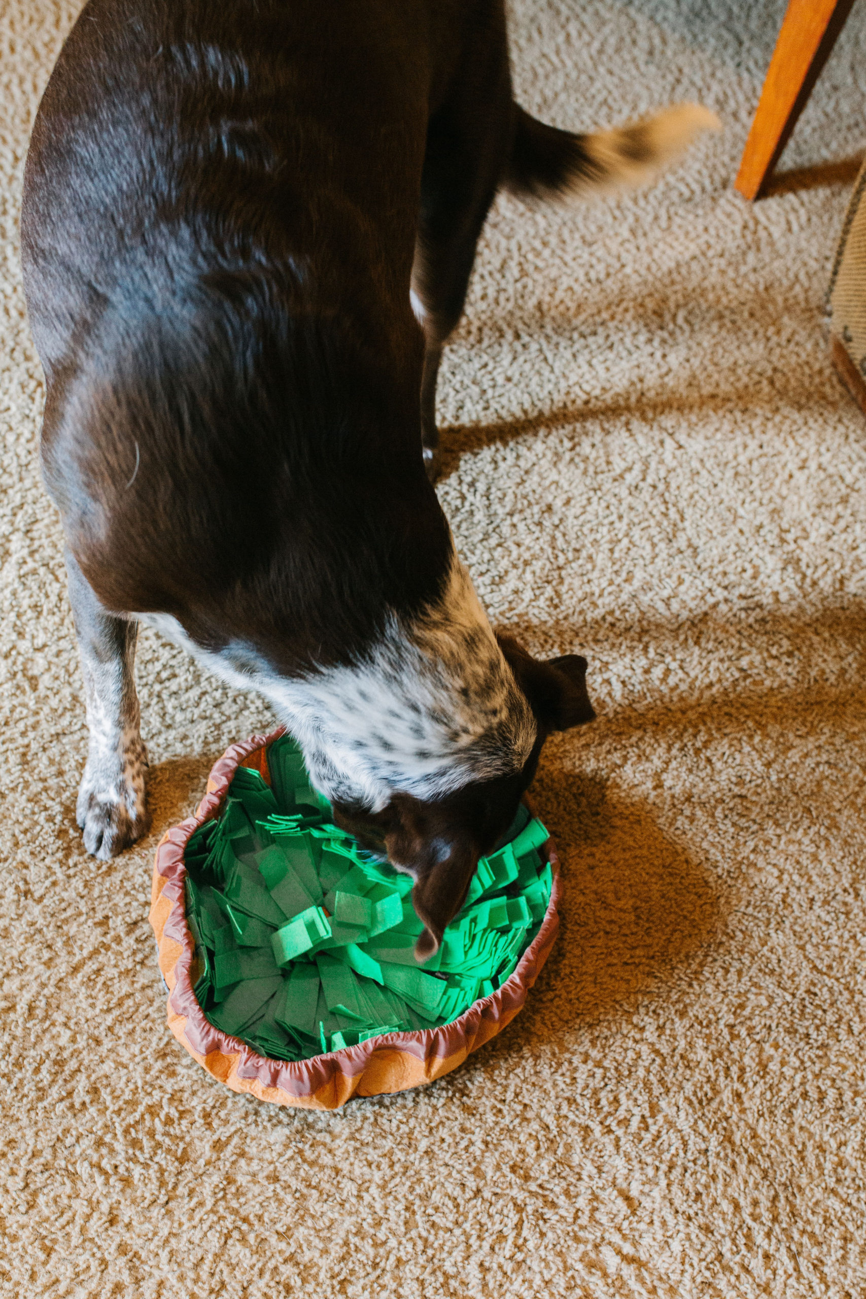 How To Use A Snuffle Mat For Dogs