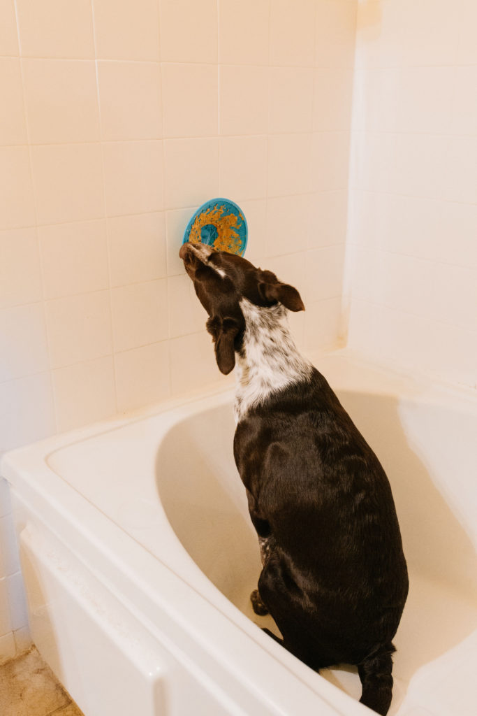 lickimat-splash-review-sparkles-and-sunshine-blog-dog-bathing-essential-dog-grooming-tool-dog-bathing-tool-dog-treat-toy-dog-using-lickimat-splash