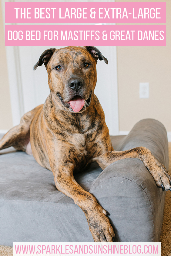 the best large and extra large dog bed for mastiffs and great danes sparkles and sunshine blog big barker dog bed review