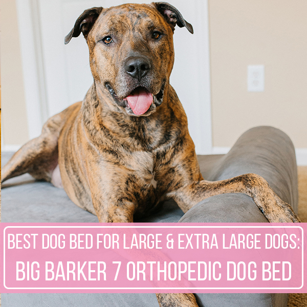 best dog bed for large and extra large dogs big barker 7 orthopedic dog bed review sparkles and sunshine blog