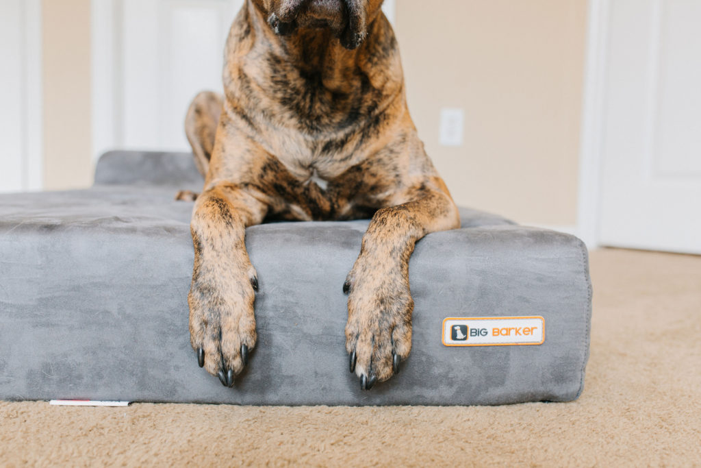 made in the usa dog beds orthopedic dog beds made in usa American made dog beds big barker dog bed review sparkles and sunshine blog
