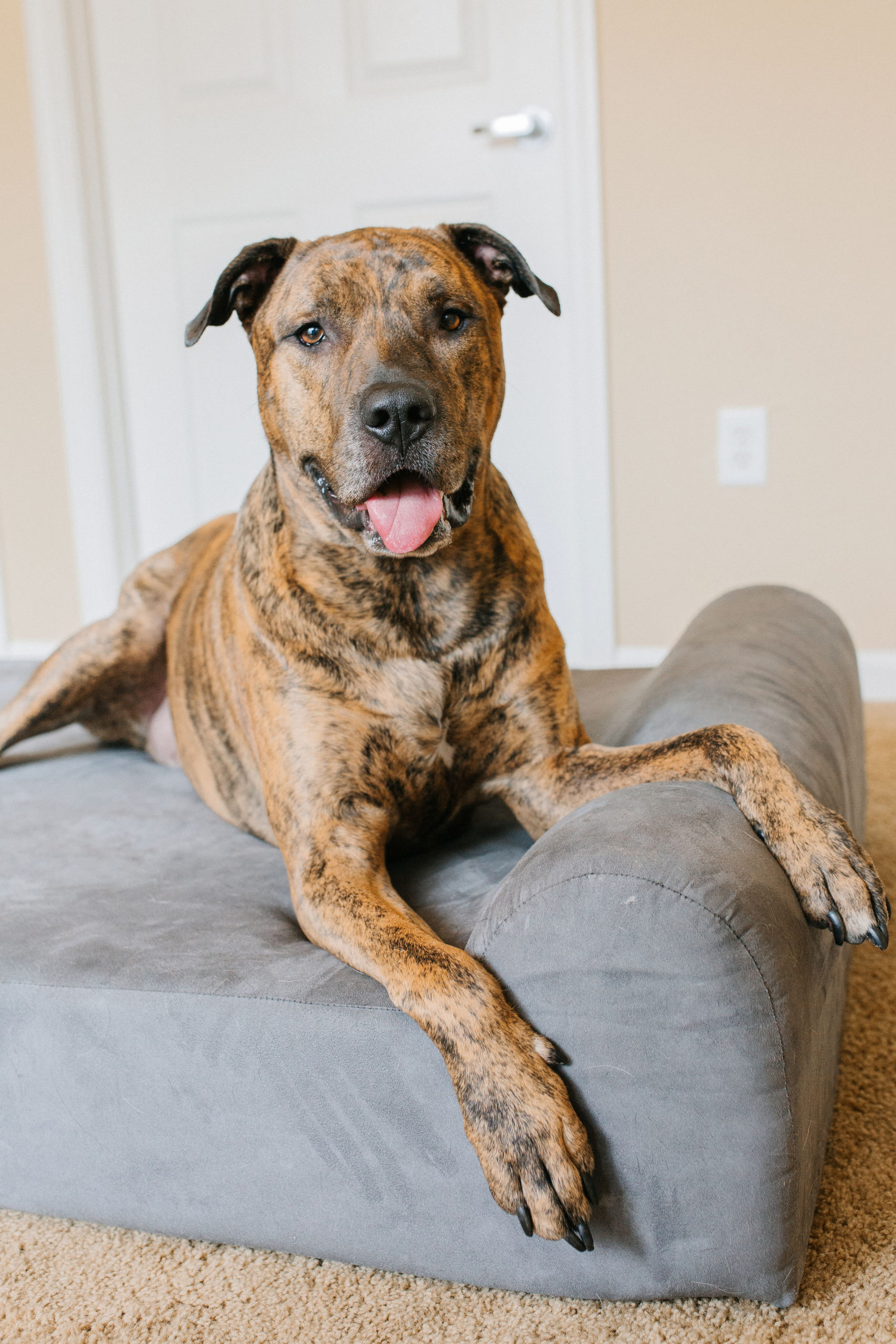 Best Dog Bed For Large and Extra Large Dogs Big Barker 7 Orthopedic