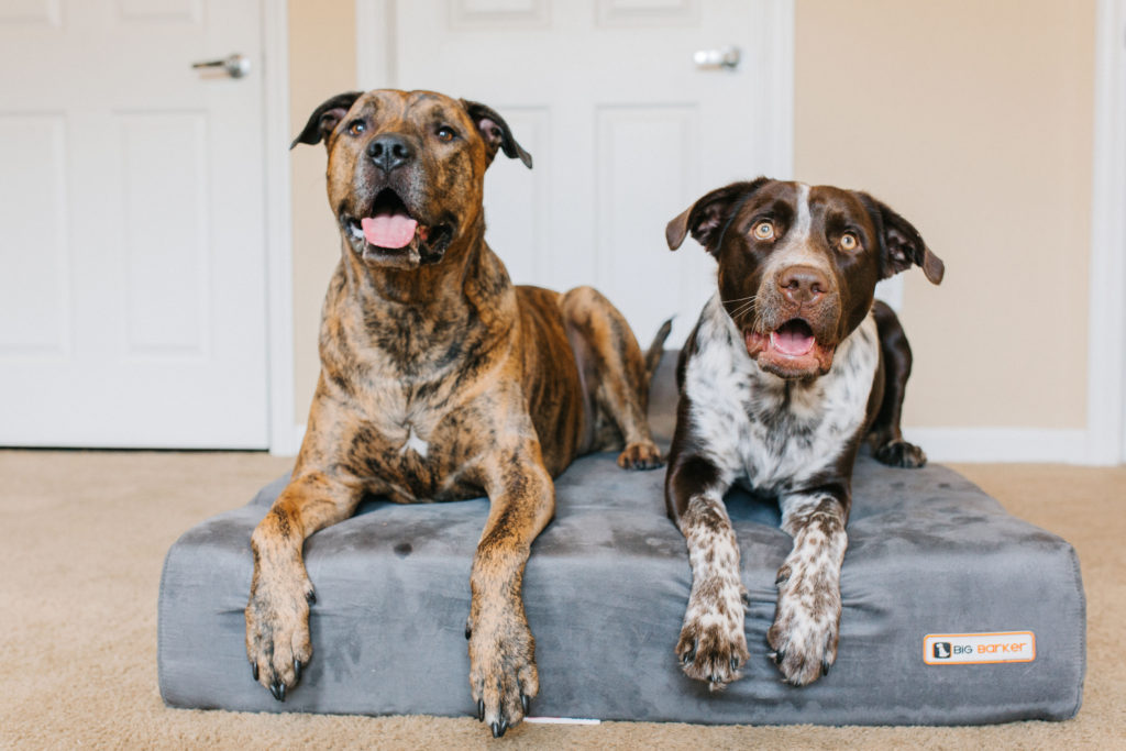 Big barker 7 orthopedic dog bed review sparkles and sunshine blog