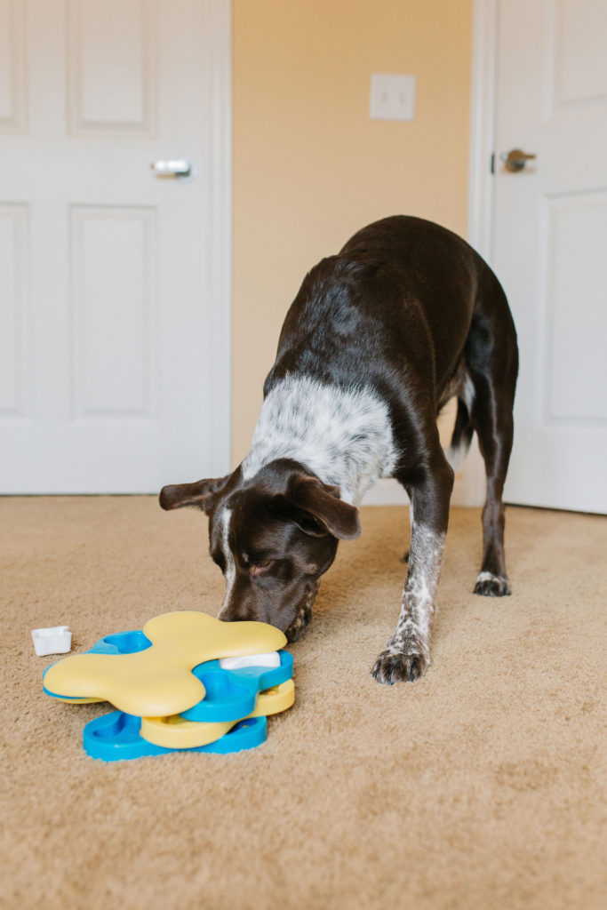 Dog Tornado Spinning Treat Toy Outward Hound Skill Level 2 Hide Puzzle Lock  Bone
