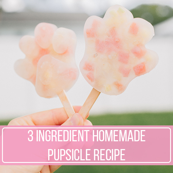 3 Ingredient Homemade Pupsicle Recipe