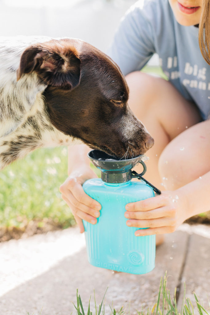 best dog water bottle highwave growler autodogmug dog travel water bottle portable dog water bottle 4 summer dog products to keep your dog cool in the summer sparkles and sunshine blog