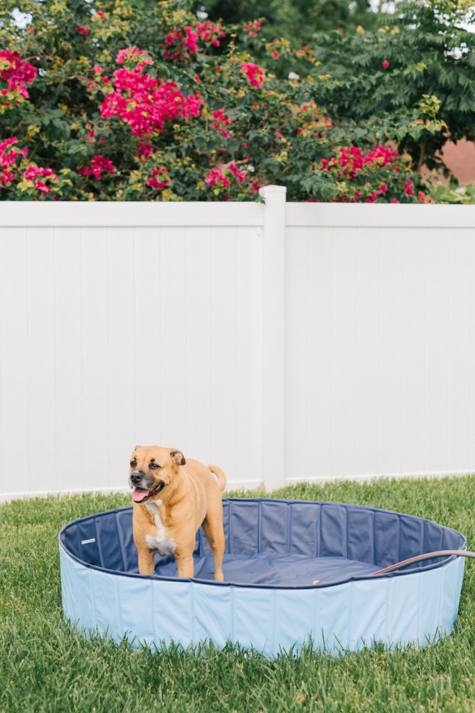 keep your dog cool in the summer with this foldable extra large dog pool sparkles and sunshine blog portable dog pool
