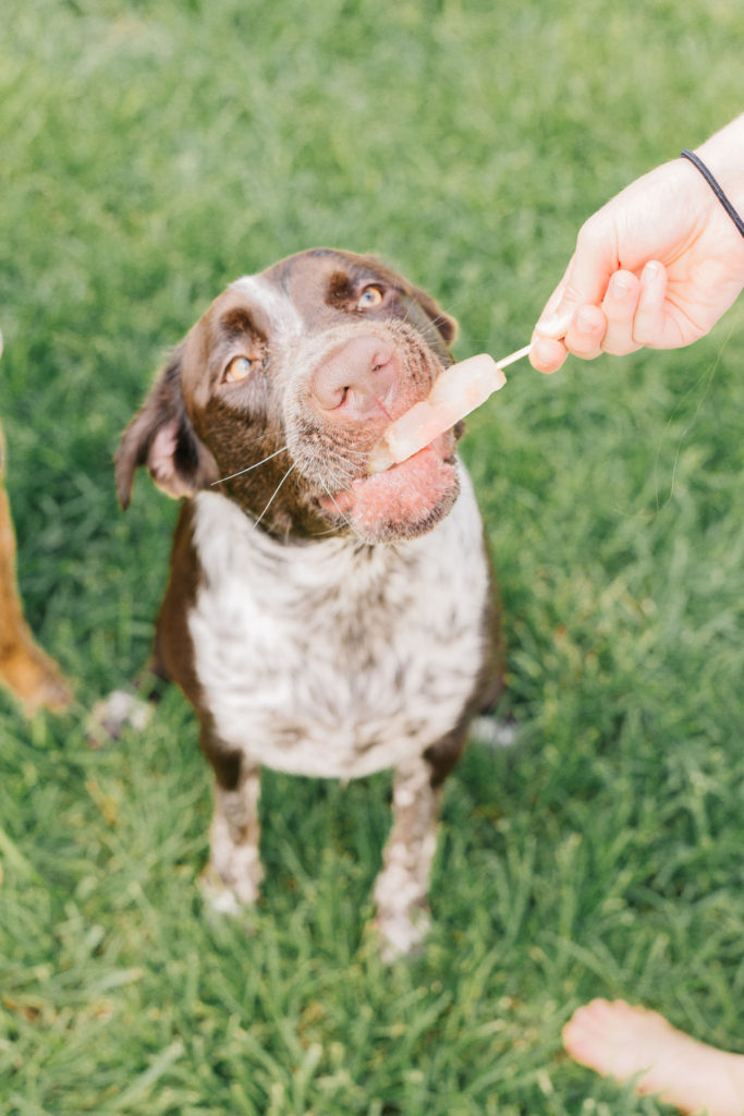 Tropical Pupsicles: Homemade Dog Popsicles! - Pet Coupon Savings, Recipe