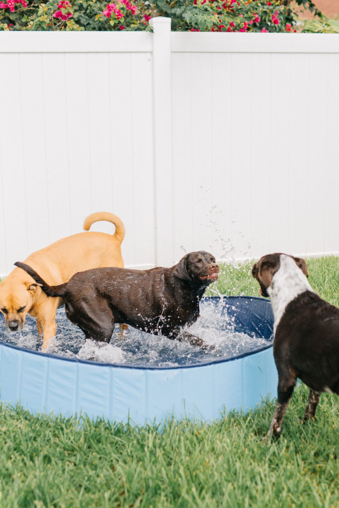 keep your dog cool in the summer with this foldable extra large dog pool sparkles and sunshine blog puncture proof dog pool