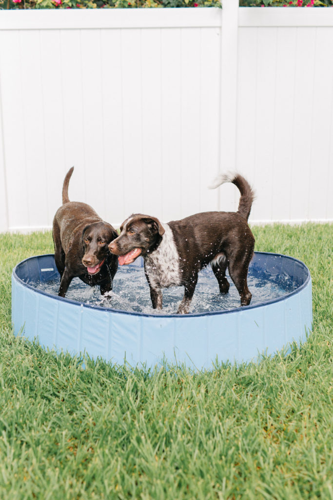 keep your dog cool in the summer with this foldable extra large dog pool sparkles and sunshine blog puncture proof dog pool