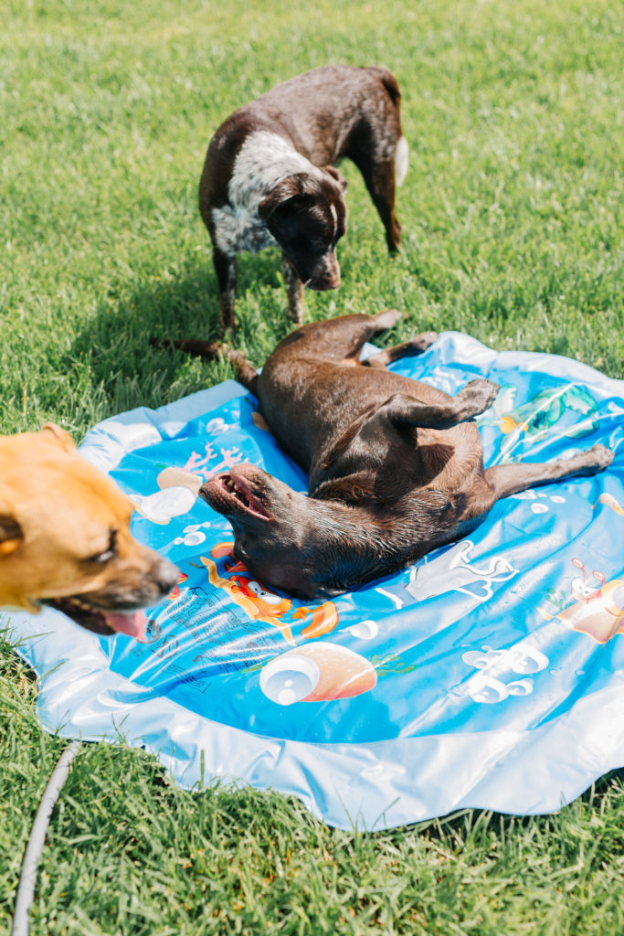 dog splash pad dog sprinkler pad 4 summer dog products to keep your dog cool in the summer sparkles and sunshine blog