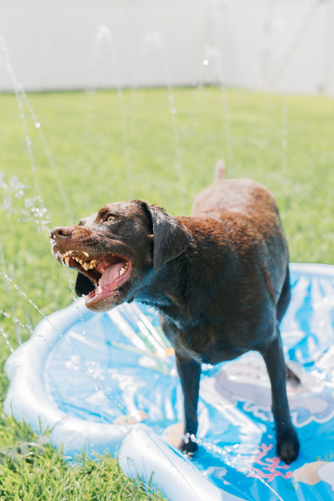 dog splash pad dog sprinkler pad 4 summer dog products to keep your dog cool in the summer sparkles and sunshine blog