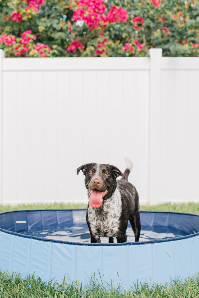 keep your dog cool in the summer with this foldable extra large dog pool sparkles and sunshine blog portable dog pool