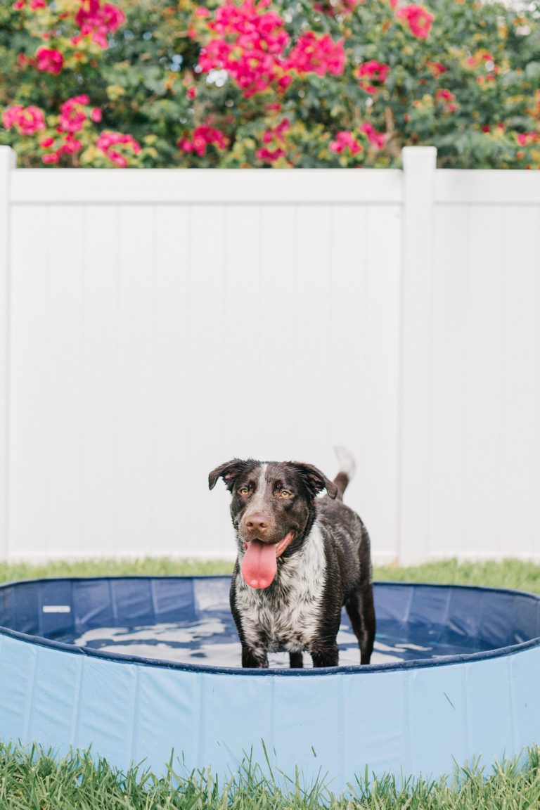 Keep Your Dog Cool In The Summer With This Foldable Extra Large Dog Pool