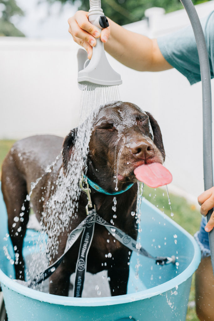 Booster Bath For Dogs Outdoor Dog Wash Station sparkles and sunshine blog dog wash at home at home dog bath dog bathtub