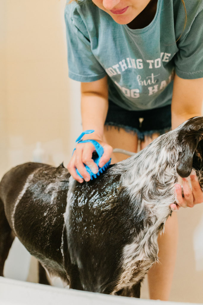 aquapaw pet bathing tool review sparkles and sunshine blog dog bathing glove dog shower attachment pet shower sprayer dog wash hose attachment