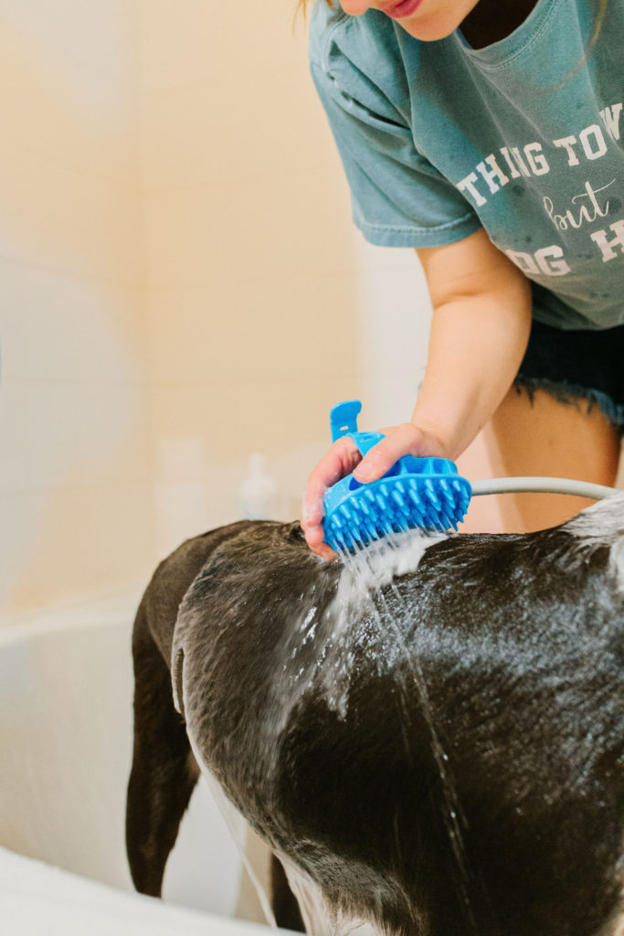 aquapaw pet bathing tool review sparkles and sunshine blog dog bathing glove dog shower attachment pet shower sprayer dog wash hose attachment