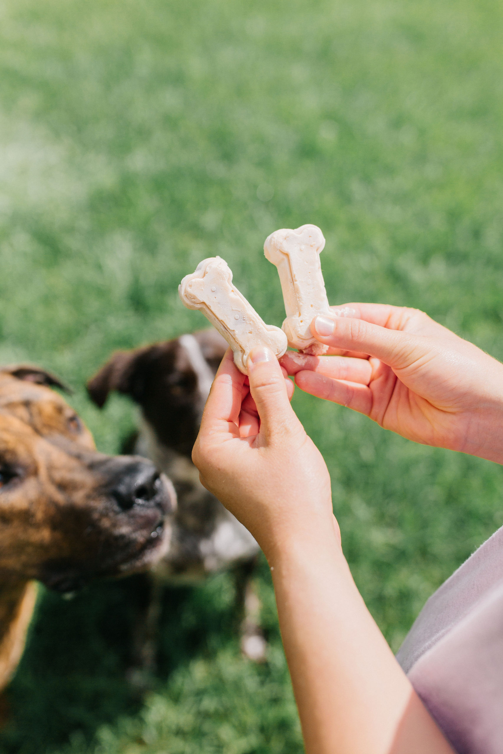 Peanut Butter, Yogurt & Banana Homemade Dog Popsicle Recipe Sparkles and Sunshine Blog