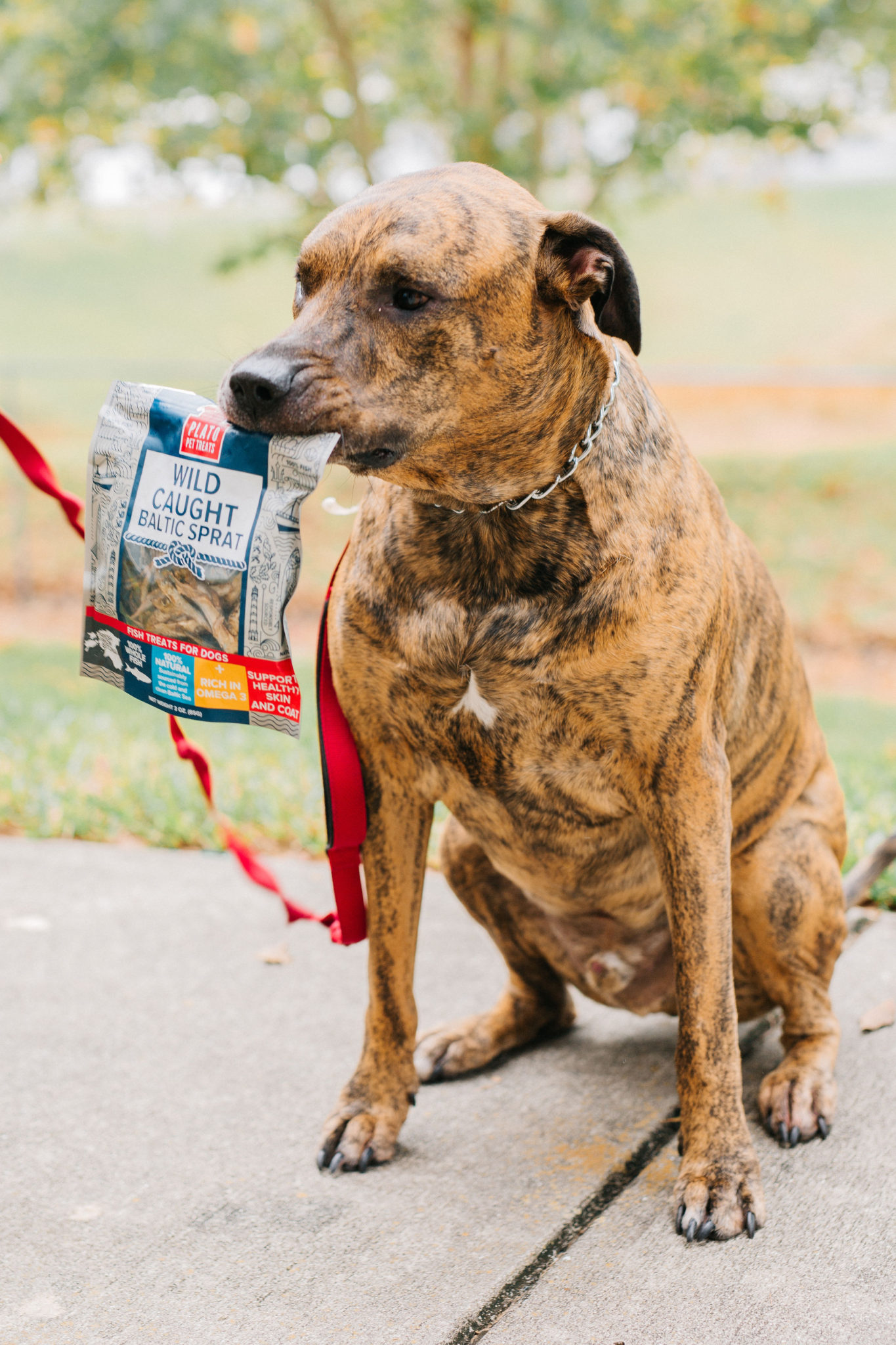 Plato Pet Treats Review: Air Dried Dog Treats – Sparkles and Sunshine Blog