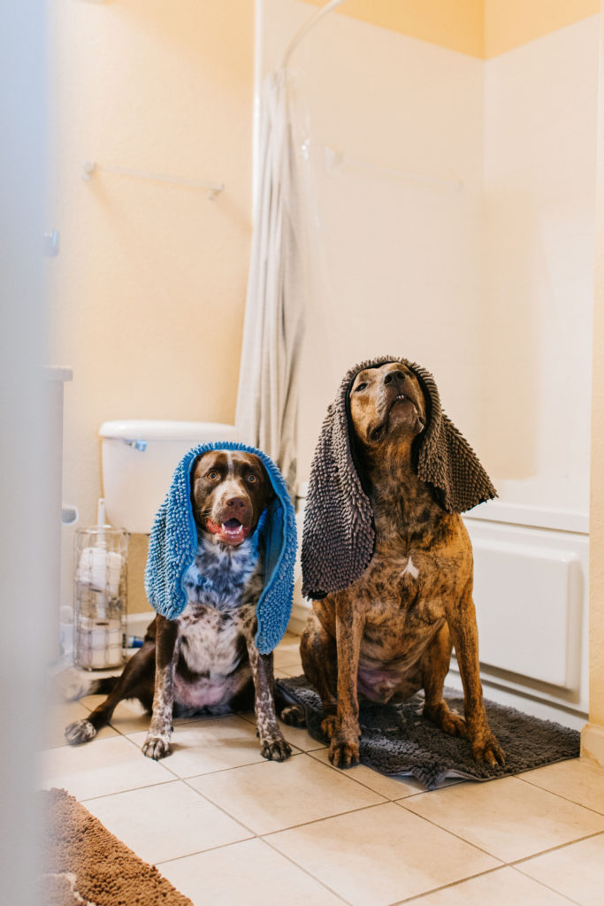 Dog Gone Smart  Dirty Dog Doormat – Peticular