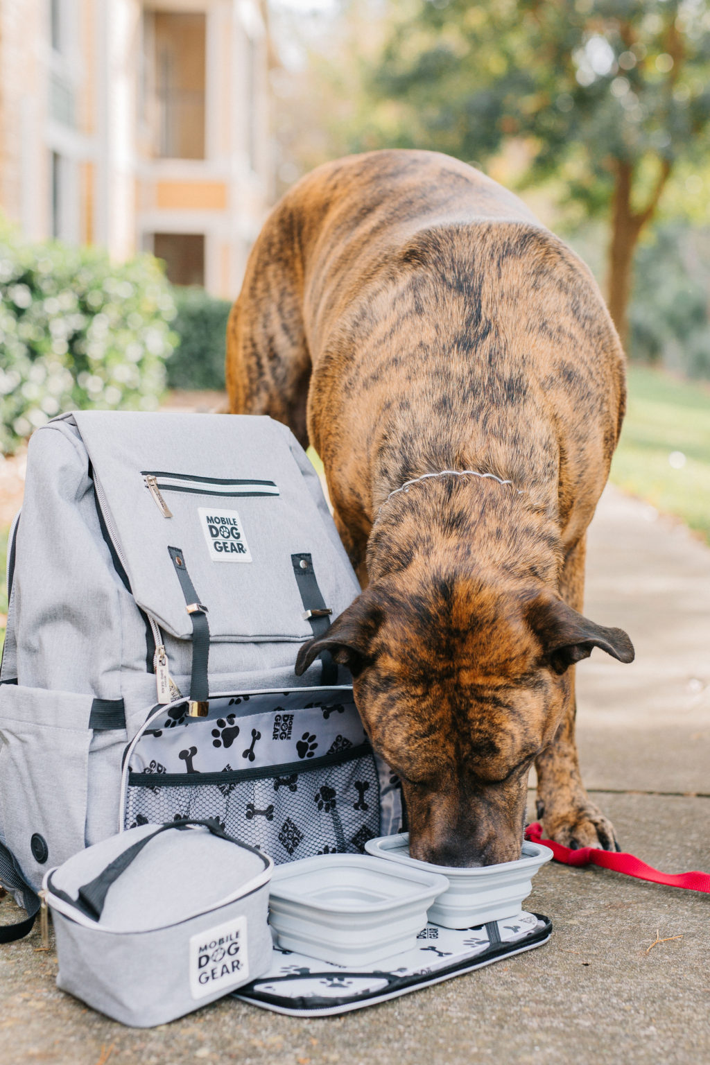 3 Pet Travel Organizer Bags That Make Traveling With A Dog Easier
