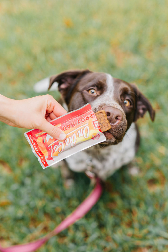 pointer mix with plato pet treats chicken and mango energy bar for dogs