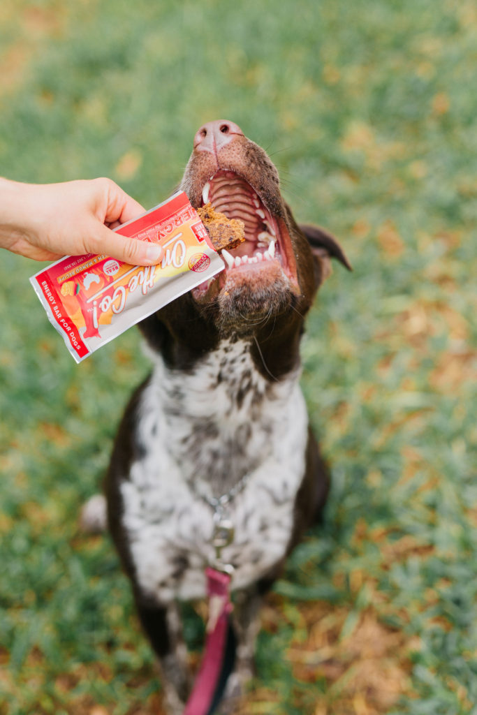 pointer mix with plato pet treats chicken and mango dog energy bars