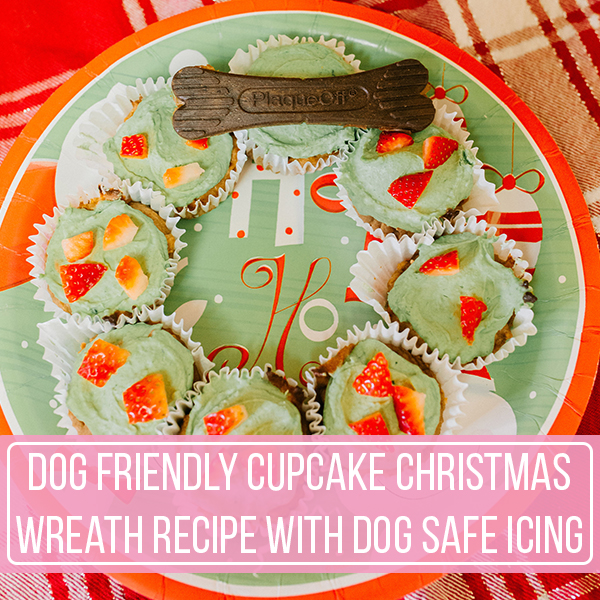 Dog Friendly Cupcake Christmas Wreath Recipe With Dog Safe Icing