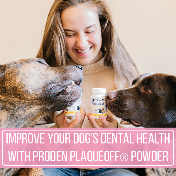 Improve Your Dog’s Dental Health With ProDen PlaqueOff® Powder