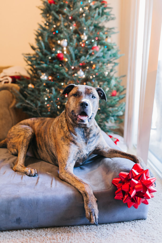 5+ gift ideas for dogs sparkles and sunshine blog