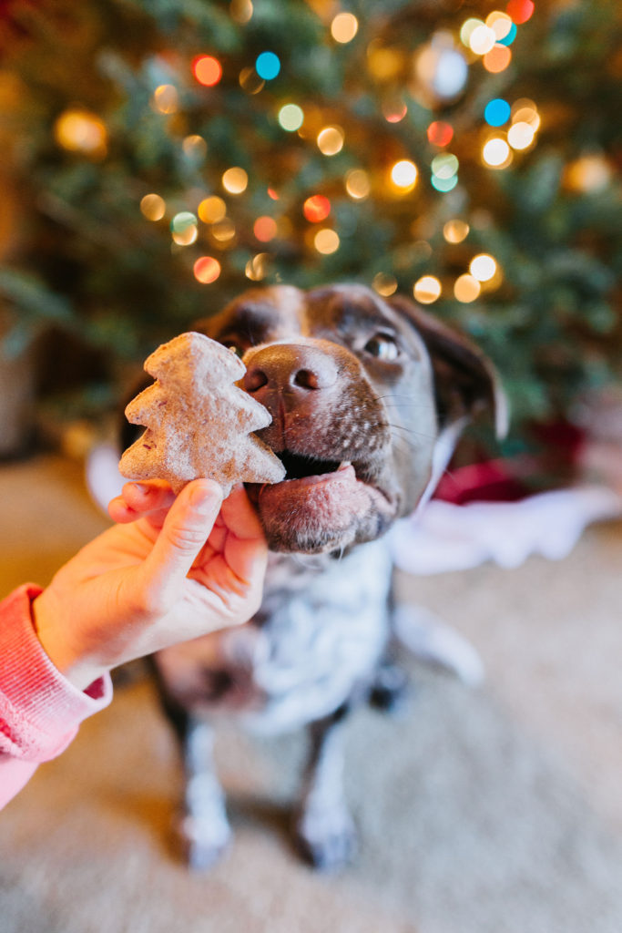dog eating cranberry applesauce dog christmas cookie recipe sparkles and sunshine blog