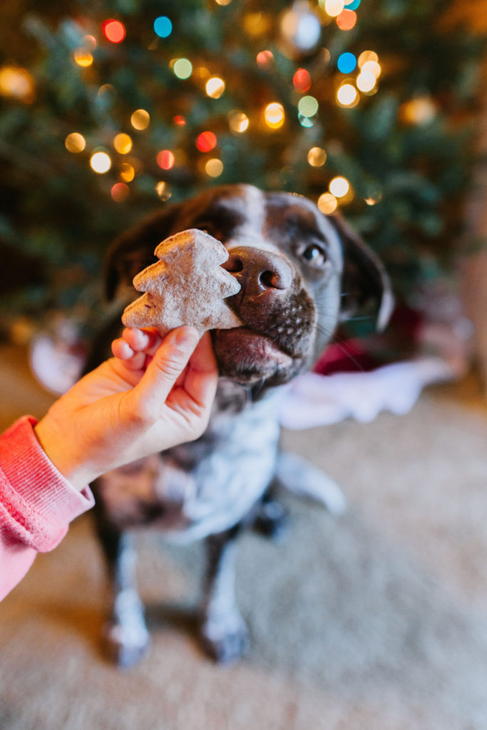 dog eating cranberry applesauce homemade Christmas dog treats recipe sparkles and sunshine blog