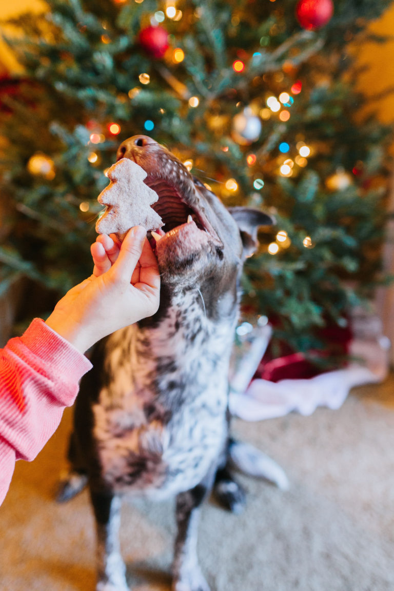 Cranberry Applesauce Dog Treats Recipe Sparkles and Sunshine Blog