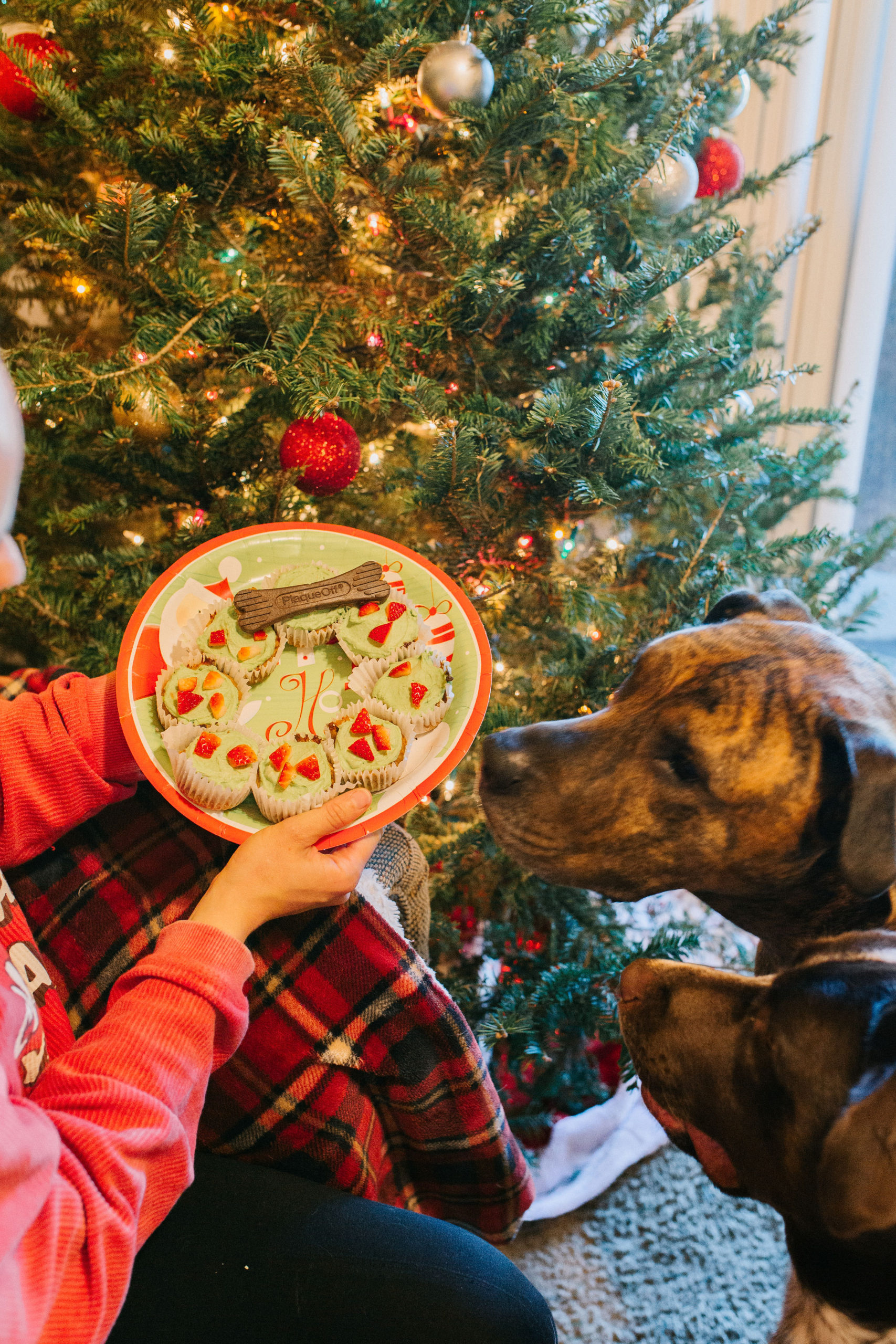 Dog Friendly Cupcake Christmas Wreath Recipe With Dog Safe Icing