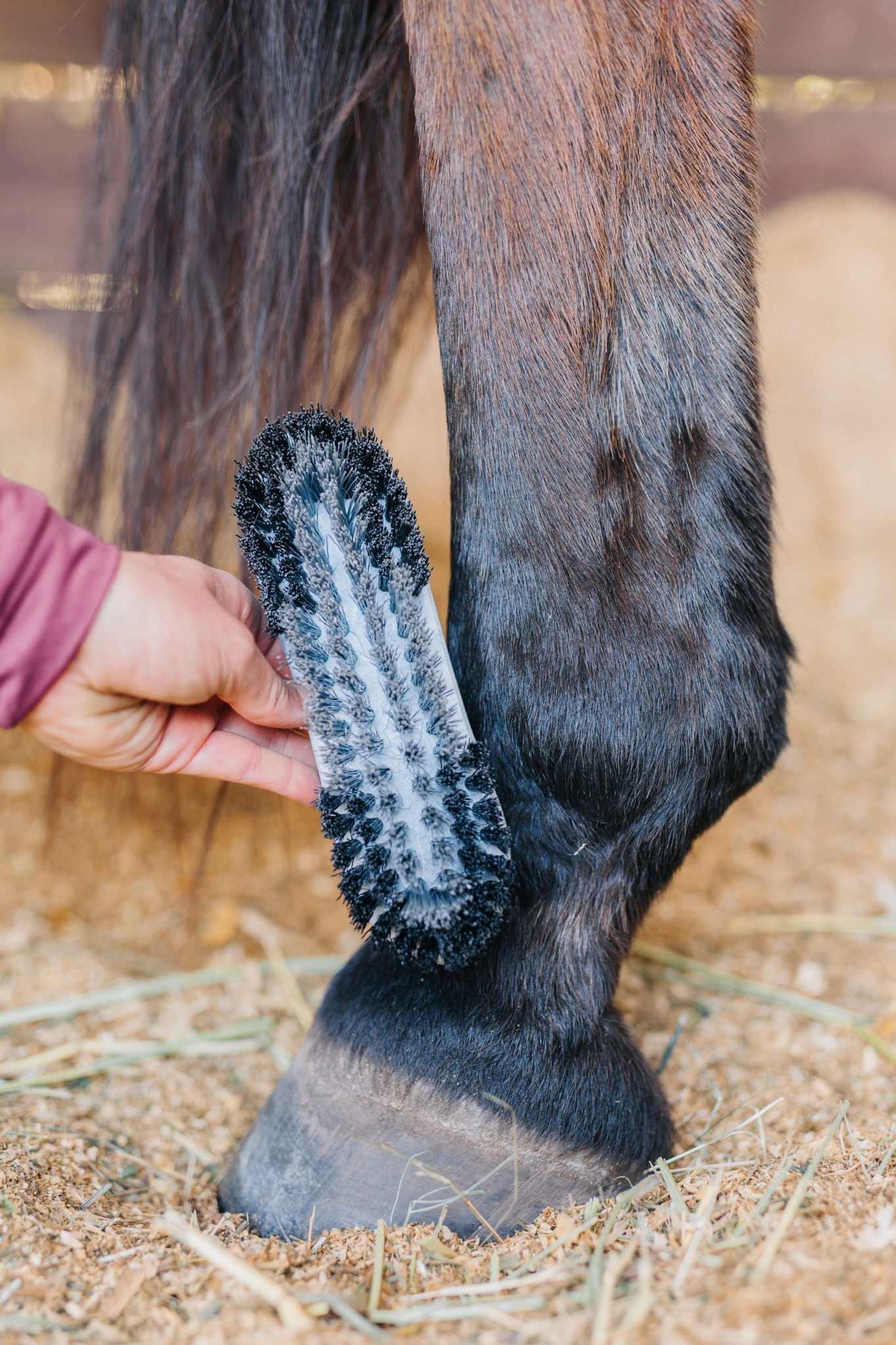 HAAS Horse Brushes Guide