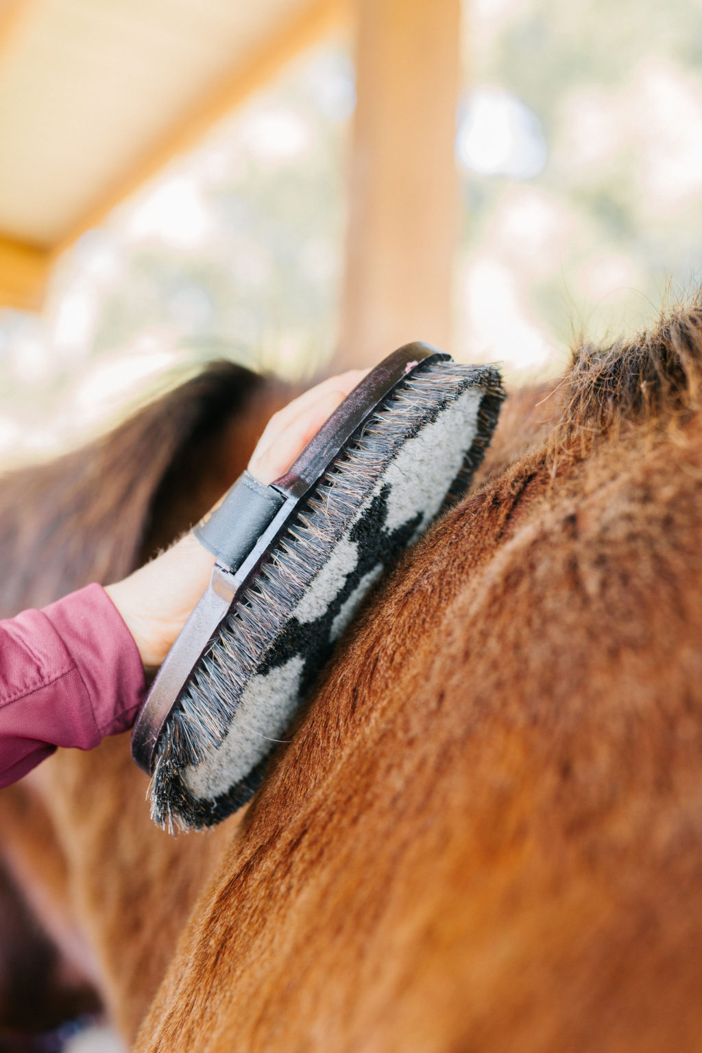 HAAS Horse Brushes Guide