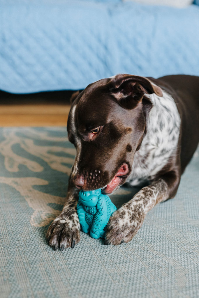 At Home Dog Dental Care: Dog Dental Chew Toys & Dog Dental Supplements