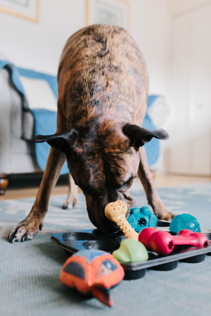 Enrichment Activities For Dogs - Including Clever Dog Enrichment Toys You  Can Make Yourself!