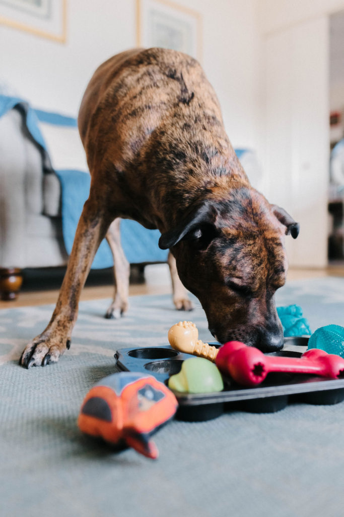 Enrichment Ideas for your pups while stuck inside!