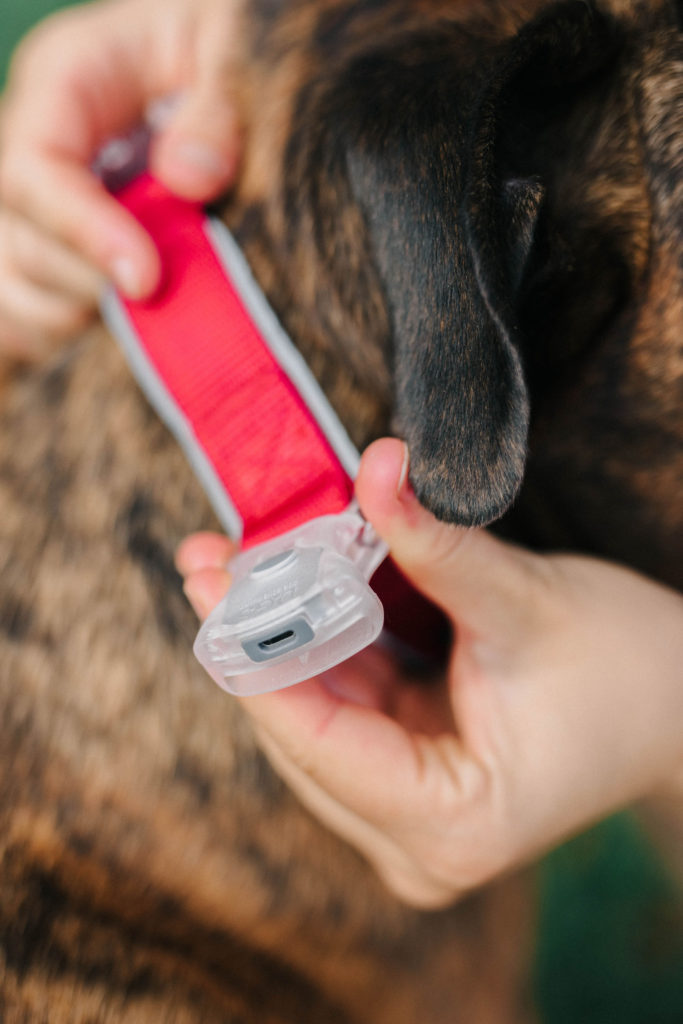 usb rechargeable led dog collar dgs pet light up dog collar