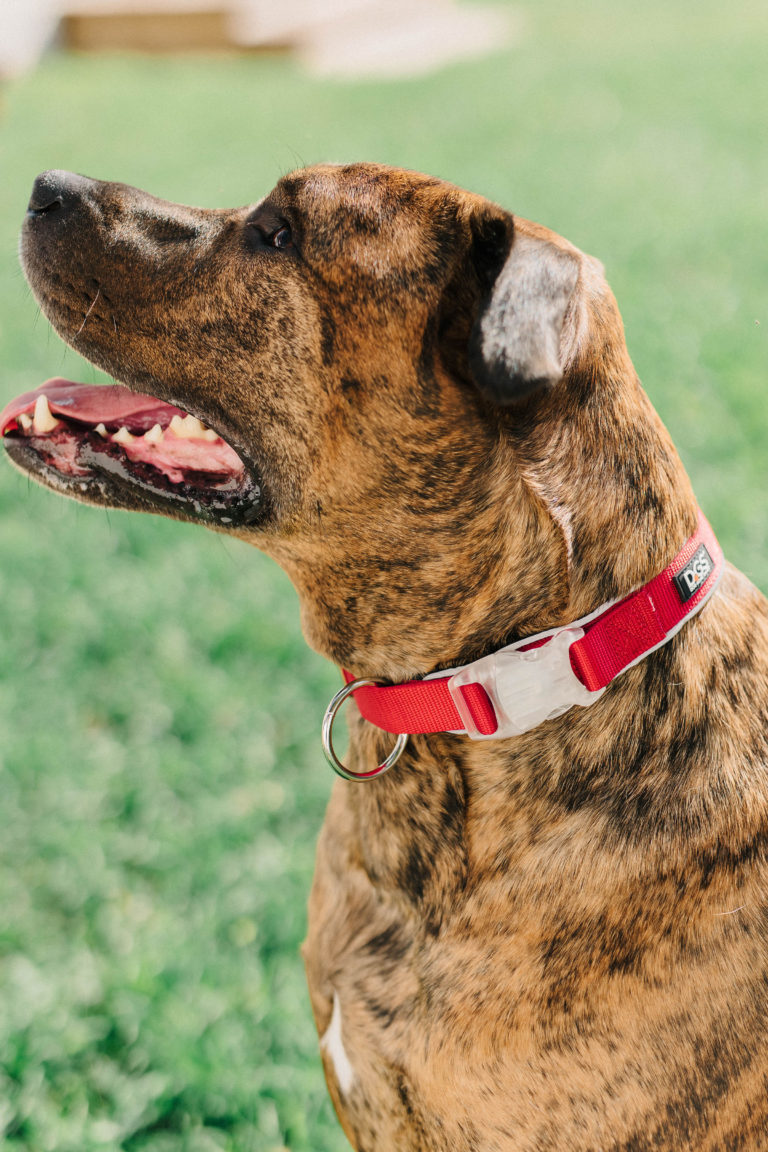 BEST LED Dog Collar: DGS Pet Products Comet Collar