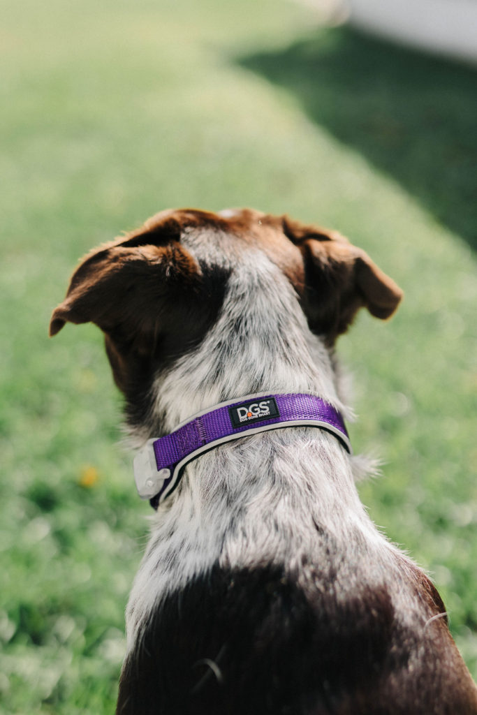 dgs pet comet collar light up dog collar with flashing dog collar light