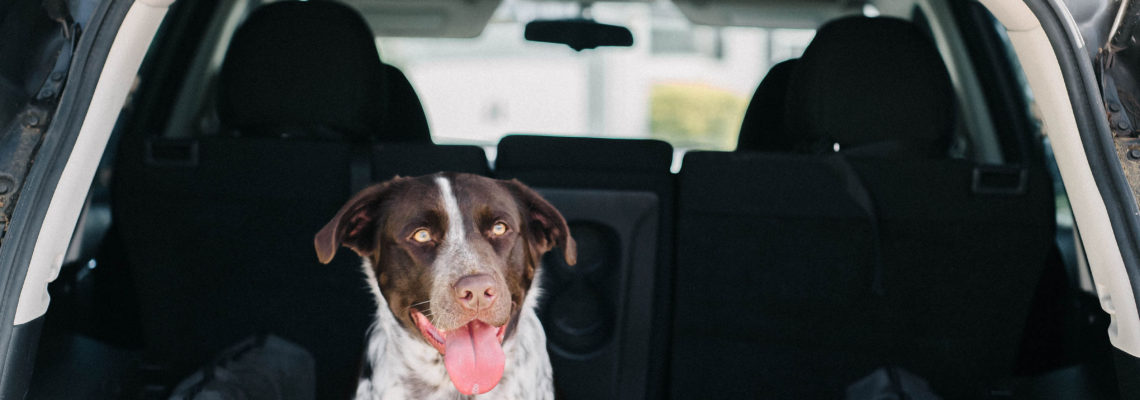 Chocolate Lab and Pointer Mix On Big Barker Backseat Barker Orthopedic SUV Dog Bed Sparkles and Sunshine Blog