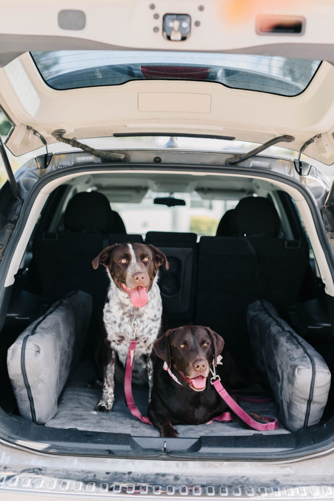 Chocolate Lab and Pointer Mix On Big Barker Backseat Barker Orthopedic SUV Dog Bed Sparkles and Sunshine Blog
